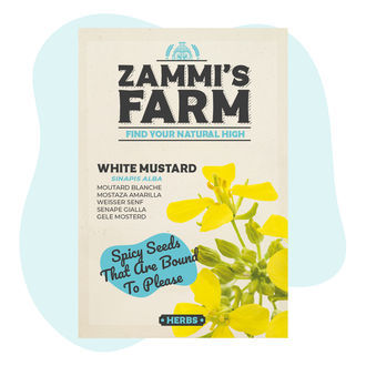 Nasiona gorczycy białej (Sinapis alba)