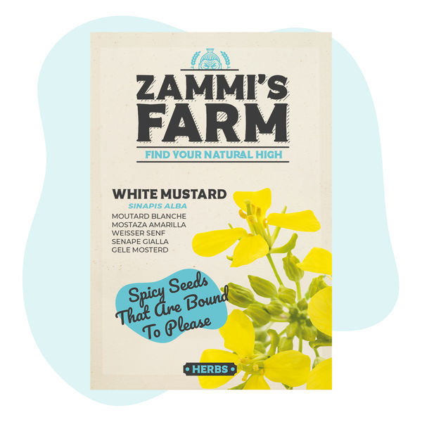 Nasiona gorczycy białej (Sinapis alba)