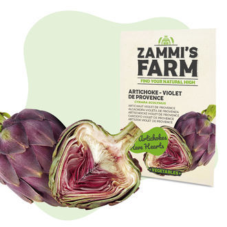 Karczoch „Violet de Provence” (Cynara scolymus) – nasiona