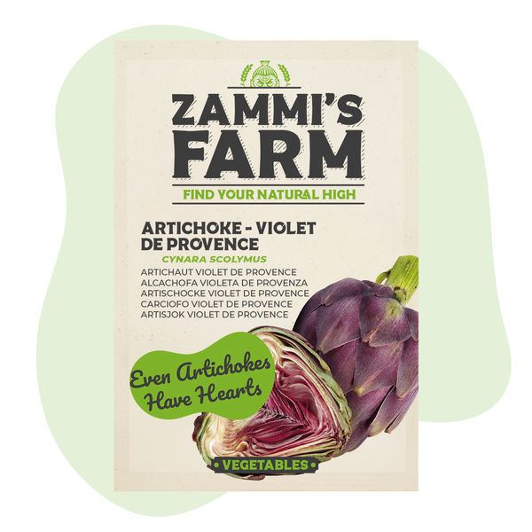 Karczoch „Violet de Provence” (Cynara scolymus) – nasiona