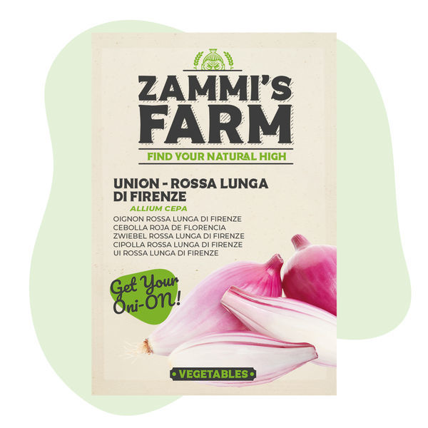 Cebula „Rossa lunga di Firenze” (Allium cepa) – nasiona