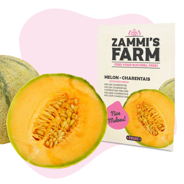 Nasiona melona 'Charentais' (Cucumis melo)