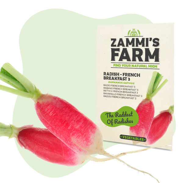 Rzodkiewka „French Breakfast 3” (Raphanus sativus) – nasiona