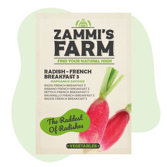 Rzodkiewka „French Breakfast 3” (Raphanus sativus) – nasiona