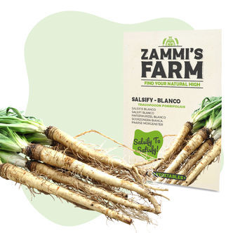 Nasiona skorzonery „Blanco” (Tragopogon porrifolius)