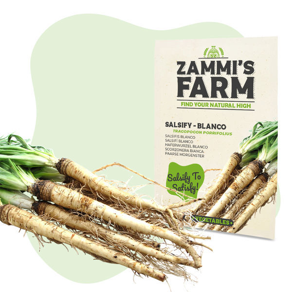 Nasiona skorzonery „Blanco” (Tragopogon porrifolius)