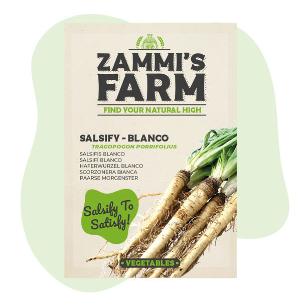 Nasiona skorzonery „Blanco” (Tragopogon porrifolius)