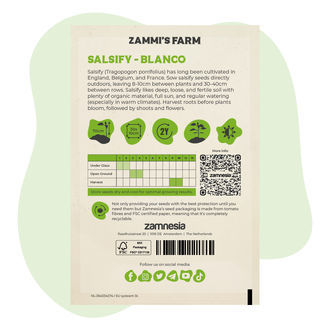 Nasiona skorzonery „Blanco” (Tragopogon porrifolius)