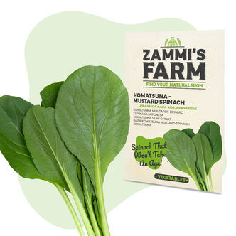 Nasiona komatsuny (Brassica rapa var. perviridis)