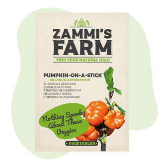 Nasiona bakłażana afrykańskiego „Pumpkin on a Stick” (Solanum aethiopicum)