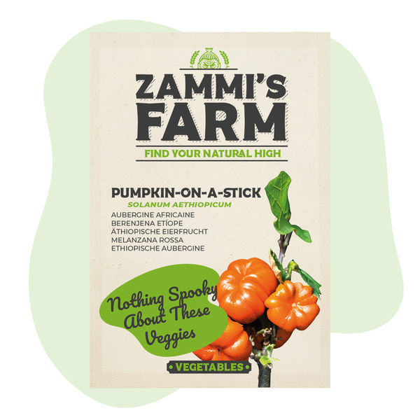 Nasiona bakłażana afrykańskiego „Pumpkin on a Stick” (Solanum aethiopicum)