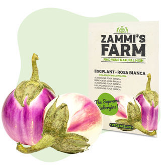 Bakłażan 'Rosa Bianca' (Solanum melongena) – nasiona