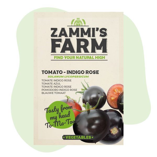 Nasiona pomidora Indigo Rose (Solanum lycopersicum)