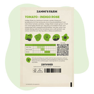 Nasiona pomidora Indigo Rose (Solanum lycopersicum)