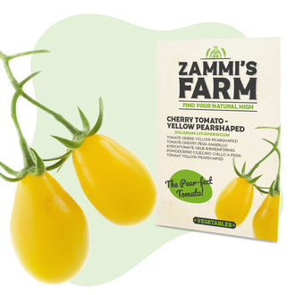 Nasiona pomidora koktajlowego Yellow Pear (Solanum lycopersicum)