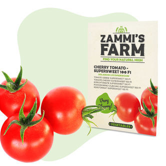 Nasiona pomidora koktajlowego 'Supersweet 100 F1' (Solanum lycopersicum)