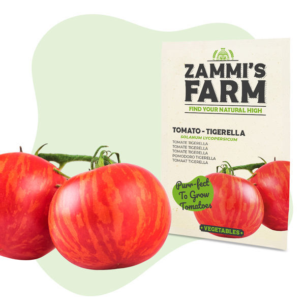 Nasiona pomidora Tigerella (Solanum lycopersicum)