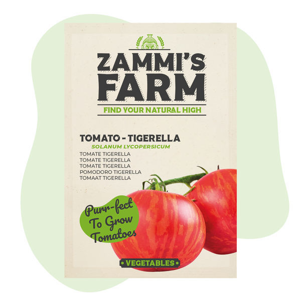 Nasiona pomidora Tigerella (Solanum lycopersicum)