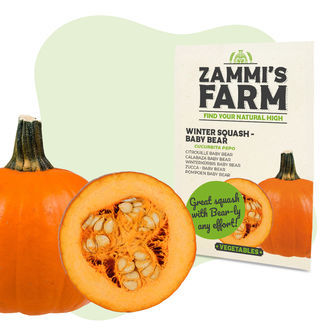 Nasiona dyni zimowej Baby Bear (Cucurbita maxima)