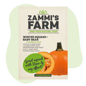 Nasiona dyni zimowej Baby Bear (Cucurbita maxima)