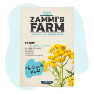 Nasiona wrotyczu pospolitego (Tanacetum vulgare)