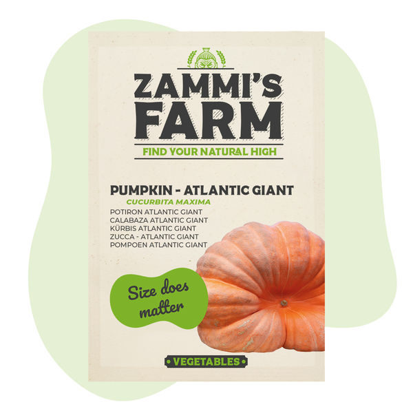 Nasiona dyni olbrzymiej Atlantic Giant (Cucurbita maxima)