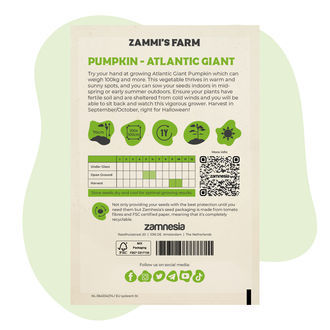 Nasiona dyni olbrzymiej Atlantic Giant (Cucurbita maxima)