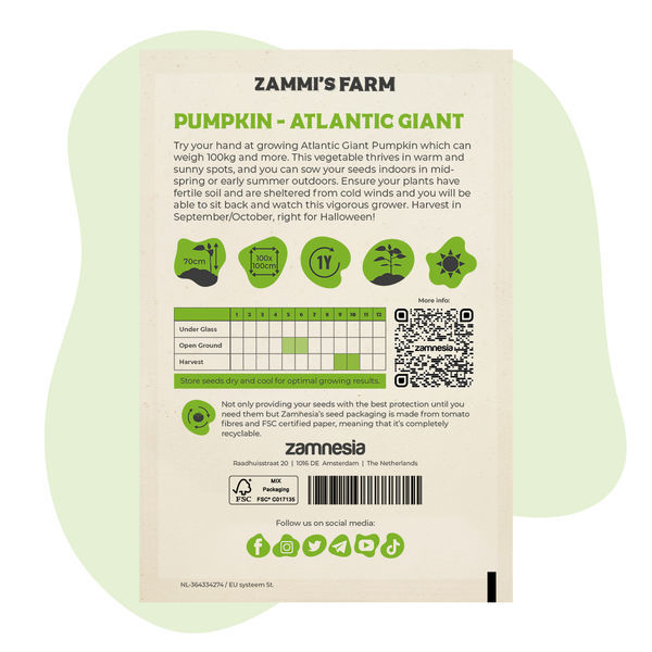 Nasiona dyni olbrzymiej Atlantic Giant (Cucurbita maxima)