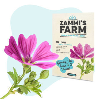 Nasiona malwy dzikiej (Malva sylvestris)