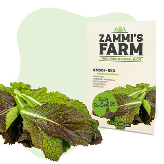 Nasiona amsoi czerwonej (Brassica juncea var. rugosa)