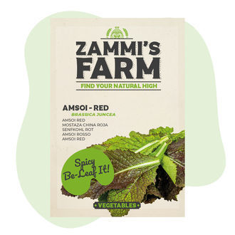 Nasiona amsoi czerwonej (Brassica juncea var. rugosa)