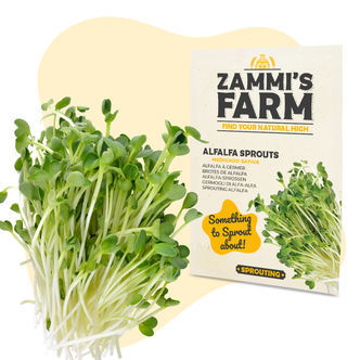 Nasiona lucerny siewnej (Medicago sativa) na kiełki