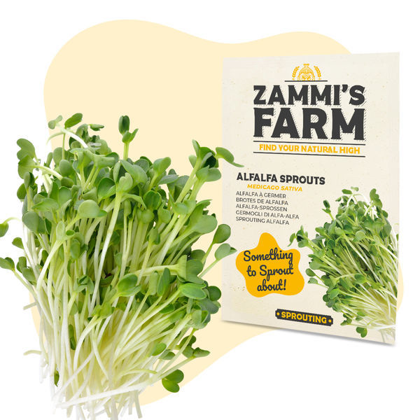 Nasiona lucerny siewnej (Medicago sativa) na kiełki