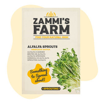 Nasiona lucerny siewnej (Medicago sativa) na kiełki