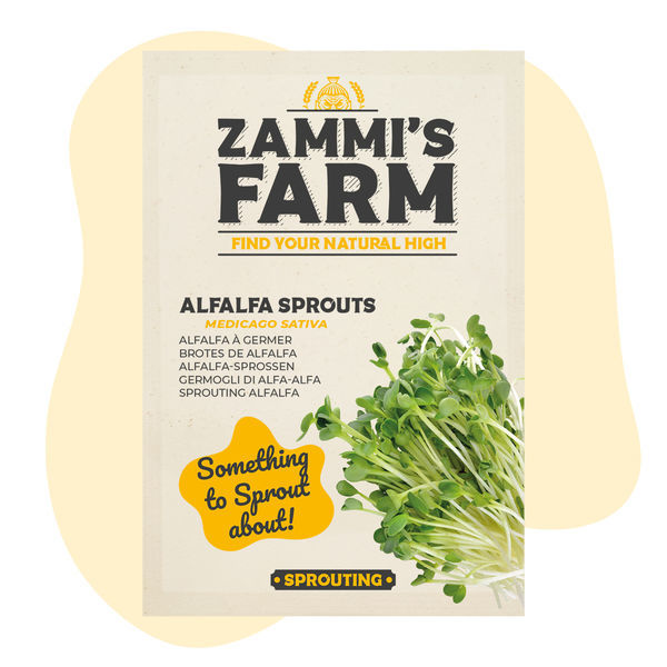 Nasiona lucerny siewnej (Medicago sativa) na kiełki