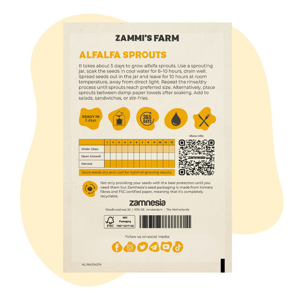 Nasiona lucerny siewnej (Medicago sativa) na kiełki