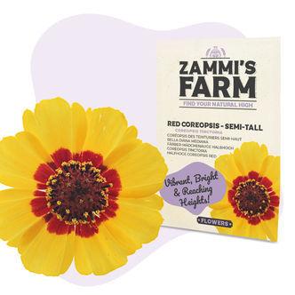 Czerwona nachyłka (Coreopsis tinctoria) półwysoka