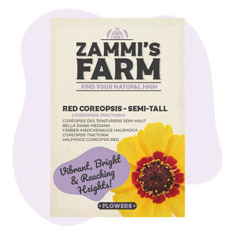 Czerwona nachyłka (Coreopsis tinctoria) półwysoka