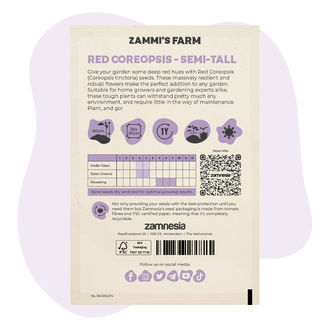 Czerwona nachyłka (Coreopsis tinctoria) półwysoka