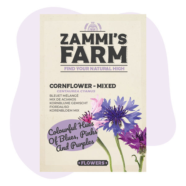 Chaber bławatek 'Mieszanka' (Centaurea cyanus) – nasiona