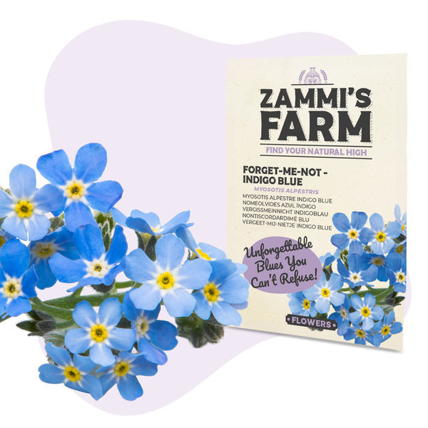 Niezapominajka „Indigo Blue” (Myosotis alpestris) – nasiona