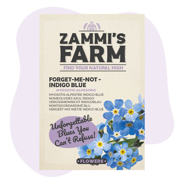 Niezapominajka „Indigo Blue” (Myosotis alpestris) – nasiona