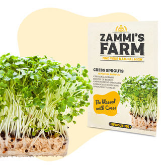 Nasiona kiełków rzeżuchy (Lepidium sativum)