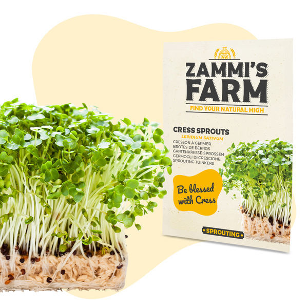 Nasiona kiełków rzeżuchy (Lepidium sativum)