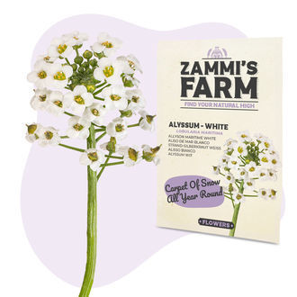 Nasiona smagliczki nadmorskiej (Lobularia maritima)