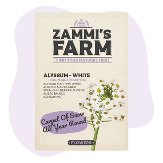 Nasiona smagliczki nadmorskiej (Lobularia maritima)