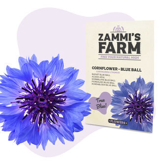 Chaber bławatek 'Blue Ball' (Centaurea cyanus) – nasiona