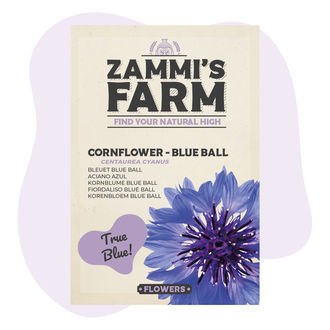 Chaber bławatek 'Blue Ball' (Centaurea cyanus) – nasiona