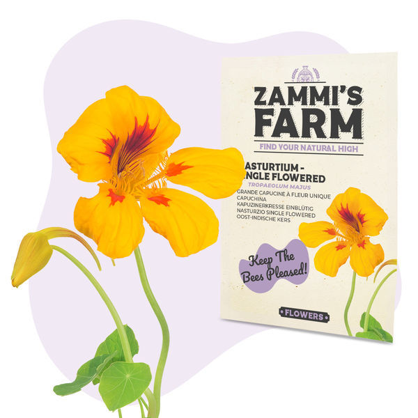 Nasturcja „Single Flowered” (Tropaeolum majus) – nasiona