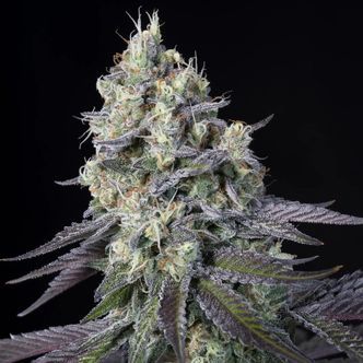 Purple Mintz (Paradise Seeds) feminizowane